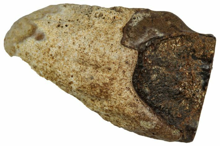 Fossil Triceratops Shed Tooth - Montana #352062